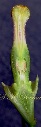  Pistil V.S.